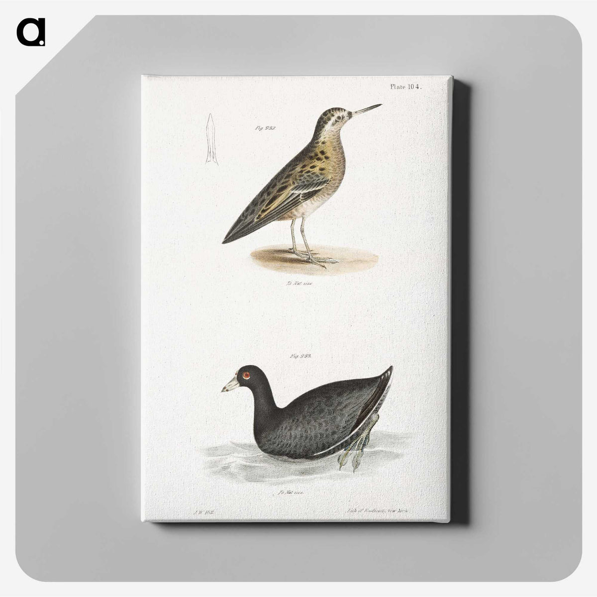 2-90_Zoology-of-New-York_canvas
