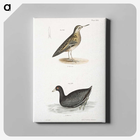 2-90_Zoology-of-New-York_canvas