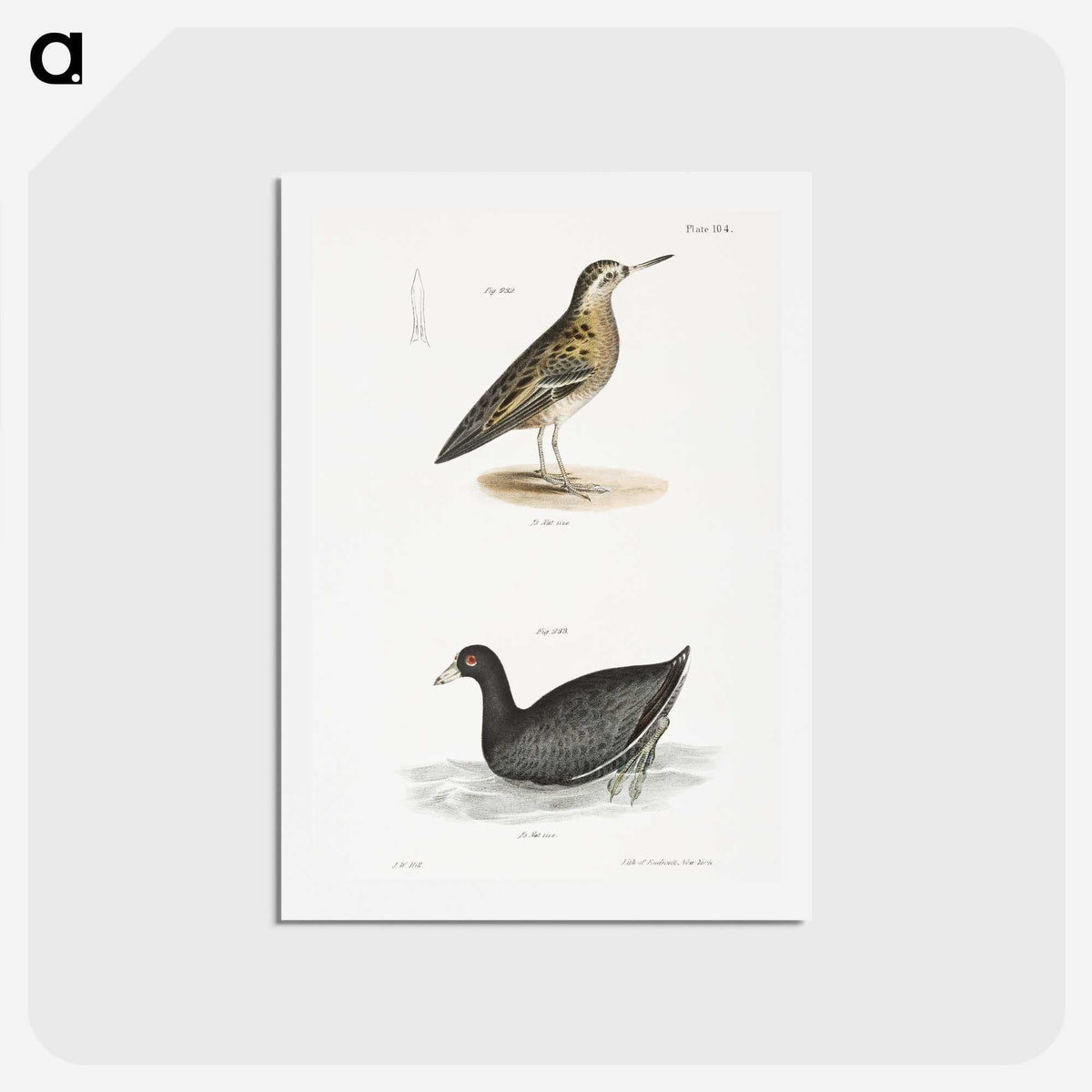 2-90_Zoology-of-New-York_hagaki