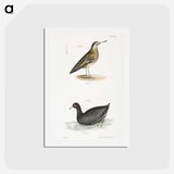 2-90_Zoology-of-New-York_hagaki