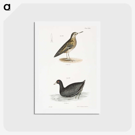 2-90_Zoology-of-New-York_hagaki