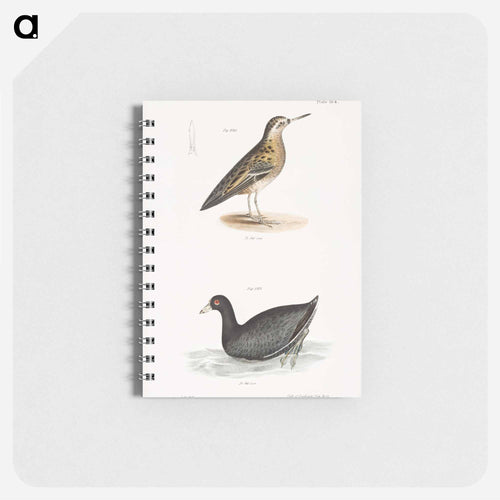 Red Phalarope (Phalaropus fulicarius) American Coot (Fulica americana) - ニューヨークの動物学 Memo.