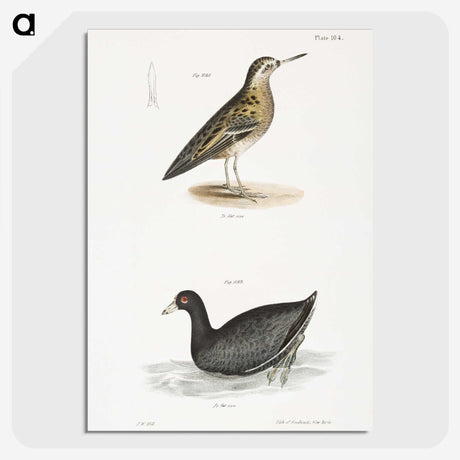 2-90_Zoology-of-New-York_picture-crop