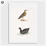 Red Phalarope (Phalaropus fulicarius) American Coot (Fulica americana) - ニューヨークの動物学 Poster.