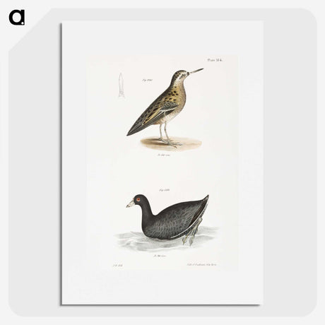 2-90_Zoology-of-New-York_picture