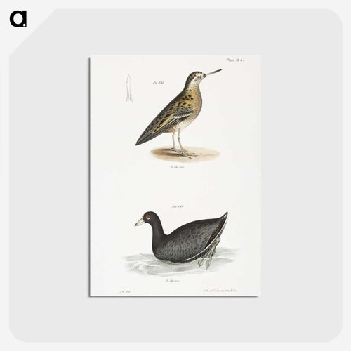 赤いハラハラ鳥 アメリカクイナ - ニューヨークの動物学 Postcard.