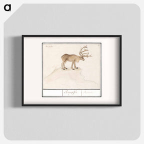 アートポスター-Reindeer - アンセルムス ボエティウス デ ブート Poster.