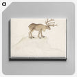 2-91_Anselmus-Boetius-de-Boodt_canvas