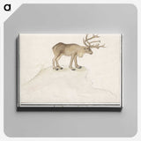 2-91_Anselmus-Boetius-de-Boodt_canvas