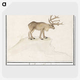 2-91_Anselmus-Boetius-de-Boodt_picture-crop
