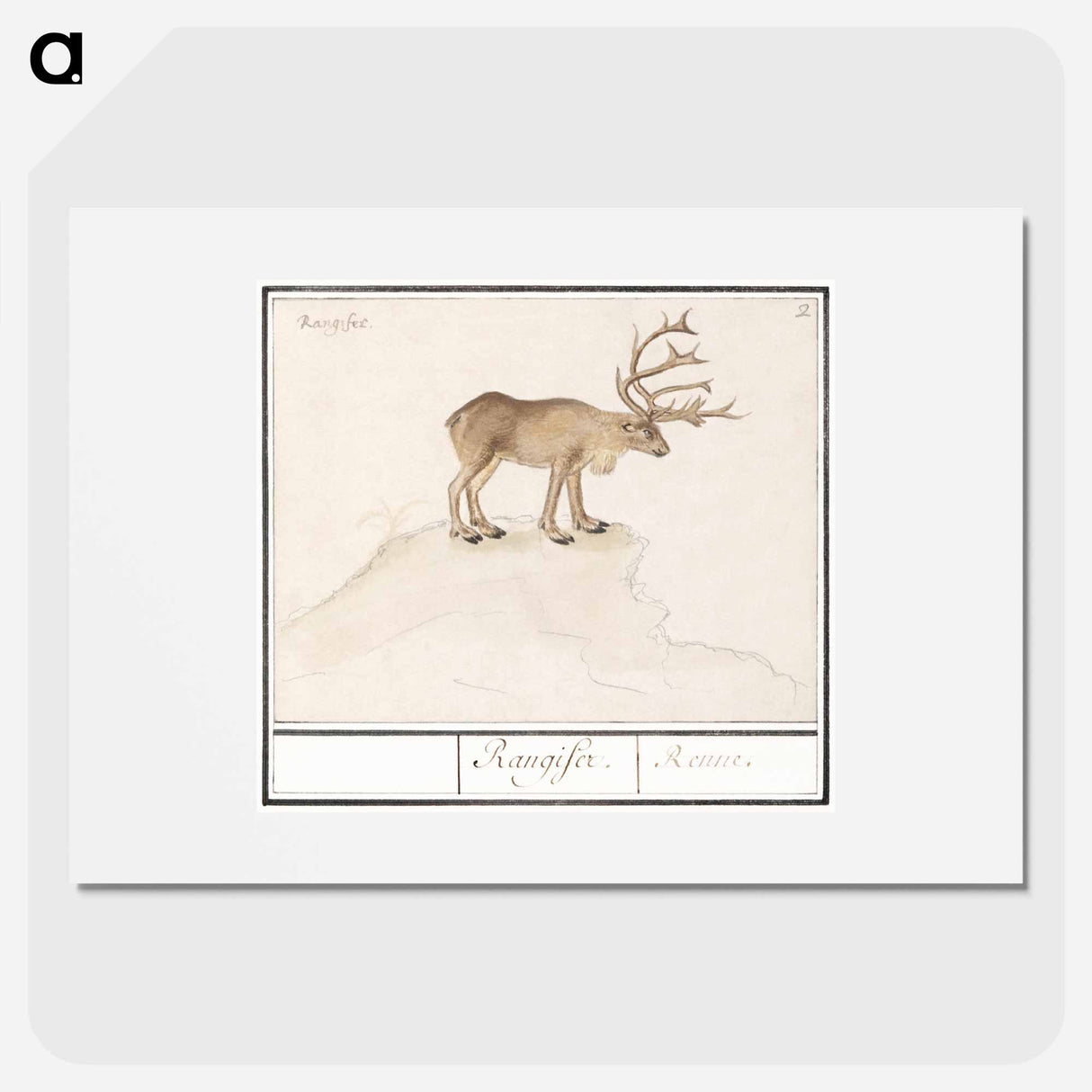 Reindeer - アンセルムス ボエティウス デ ブート Poster.