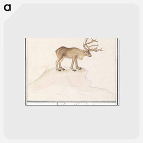 アートポストカード-Reindeer - アンセルムス ボエティウス デ ブート Postcard.