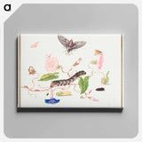 アートパネル-The Caterpillar Book: Convolvulus and Metamorphosis of the Convovulus Hawk Moth
 - クリーブランド美術館 Canvas.