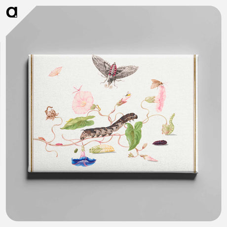 アートパネル-The Caterpillar Book: Convolvulus and Metamorphosis of the Convovulus Hawk Moth
 - クリーブランド美術館 Canvas.