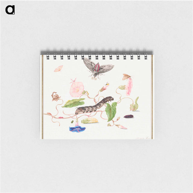 アートメモ帳-The Caterpillar Book: Convolvulus and Metamorphosis of the Convovulus Hawk Moth
 - クリーブランド美術館 Memo.