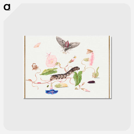 アートポストカード-The Caterpillar Book: Convolvulus and Metamorphosis of the Convovulus Hawk Moth
 - クリーブランド美術館 Postcard.