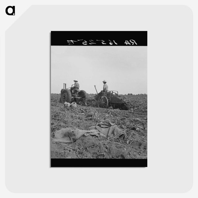 2-91_Dorothea-Lange_postcard