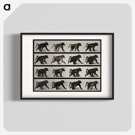 2-91_Eadweard-Muybridge_blk