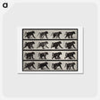 アートポストカード-Walking Monkey
 - エドワード マイブリッジ Postcard.