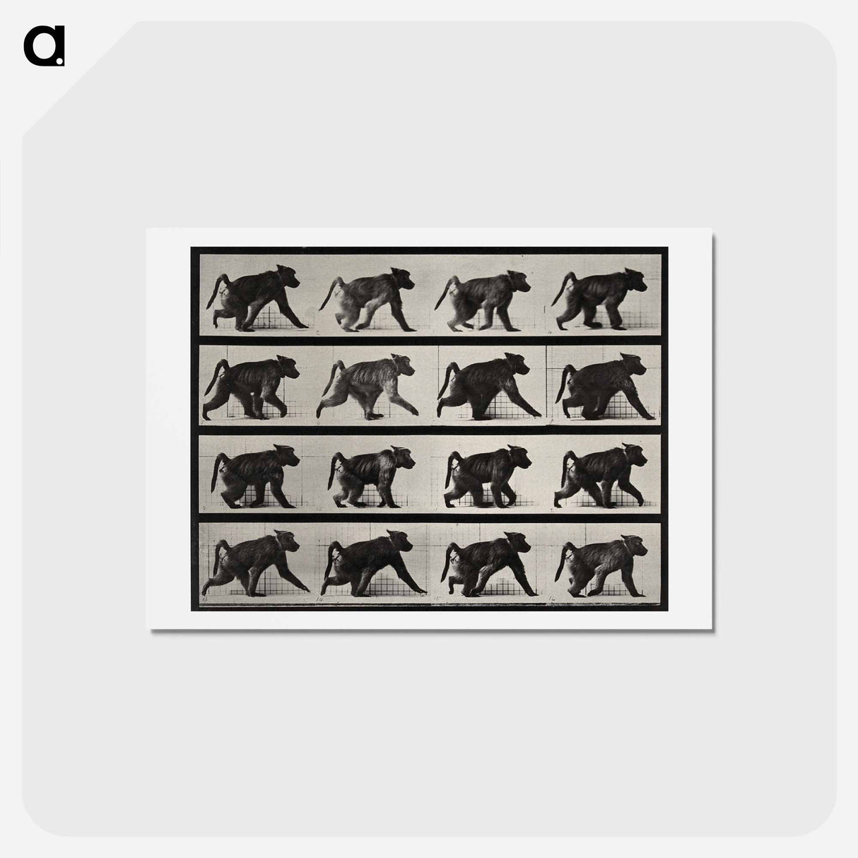 アートポストカード-Walking Monkey
 - エドワード マイブリッジ Postcard.