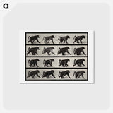 アートポストカード-Walking Monkey
 - エドワード マイブリッジ Postcard.