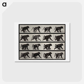 アートポストカード-Walking Monkey
 - エドワード マイブリッジ Postcard.