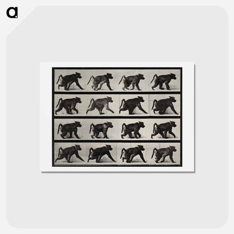 アートポストカード-Walking Monkey
 - エドワード マイブリッジ Postcard.