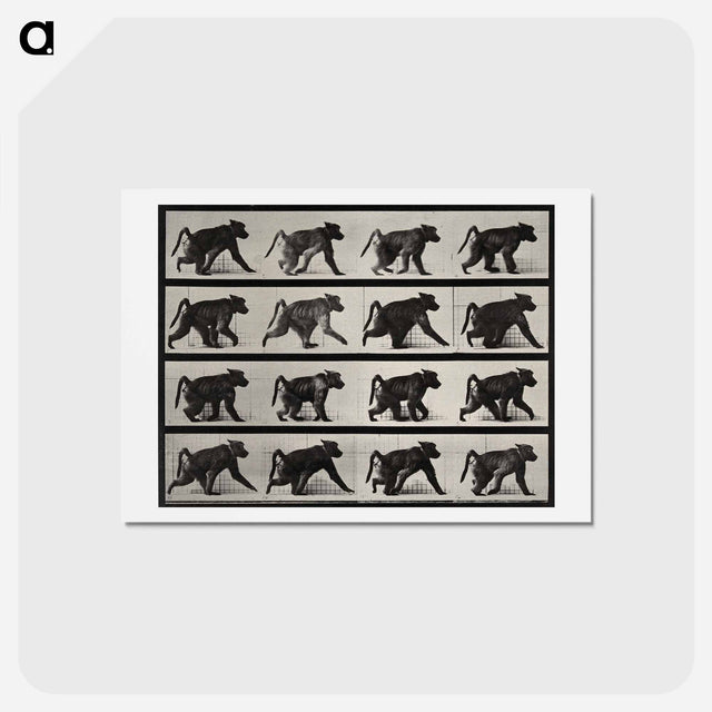 アートポストカード-Walking Monkey
 - エドワード マイブリッジ Postcard.