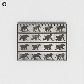 2-91_Eadweard-Muybridge_memo