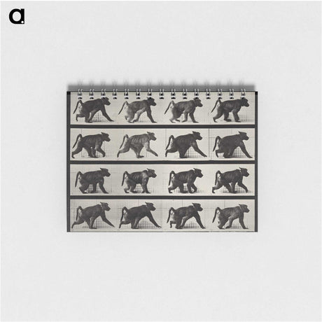 2-91_Eadweard-Muybridge_memo