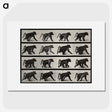 2-91_Eadweard-Muybridge_picture