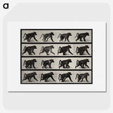 2-91_Eadweard-Muybridge_picture