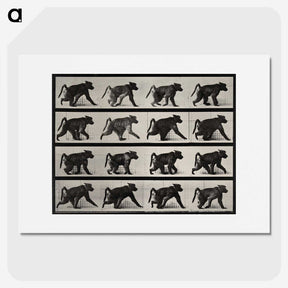 2-91_Eadweard-Muybridge_picture