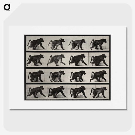 2-91_Eadweard-Muybridge_picture
