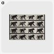 2-91_Eadweard-Muybridge_postcard