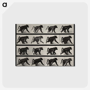 2-91_Eadweard-Muybridge_postcard