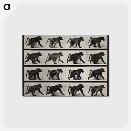 アートポストカード-Walking Monkey
 - エドワード マイブリッジ Postcard.