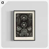 2-91_Ernst-Haeckel_blk-crop