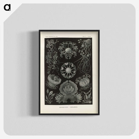 2-91_Ernst-Haeckel_blk-crop