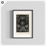 2-91_Ernst-Haeckel_blk