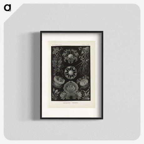 2-91_Ernst-Haeckel_blk
