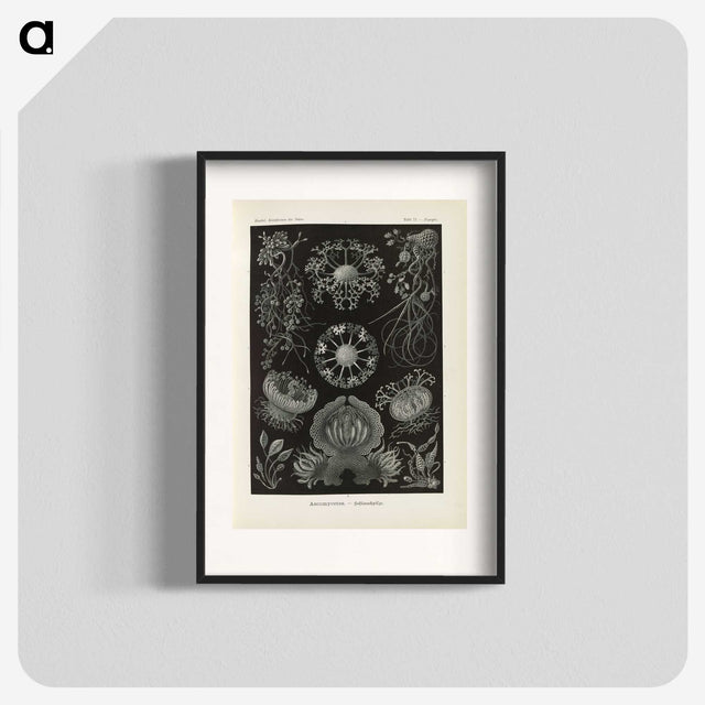 2-91_Ernst-Haeckel_blk
