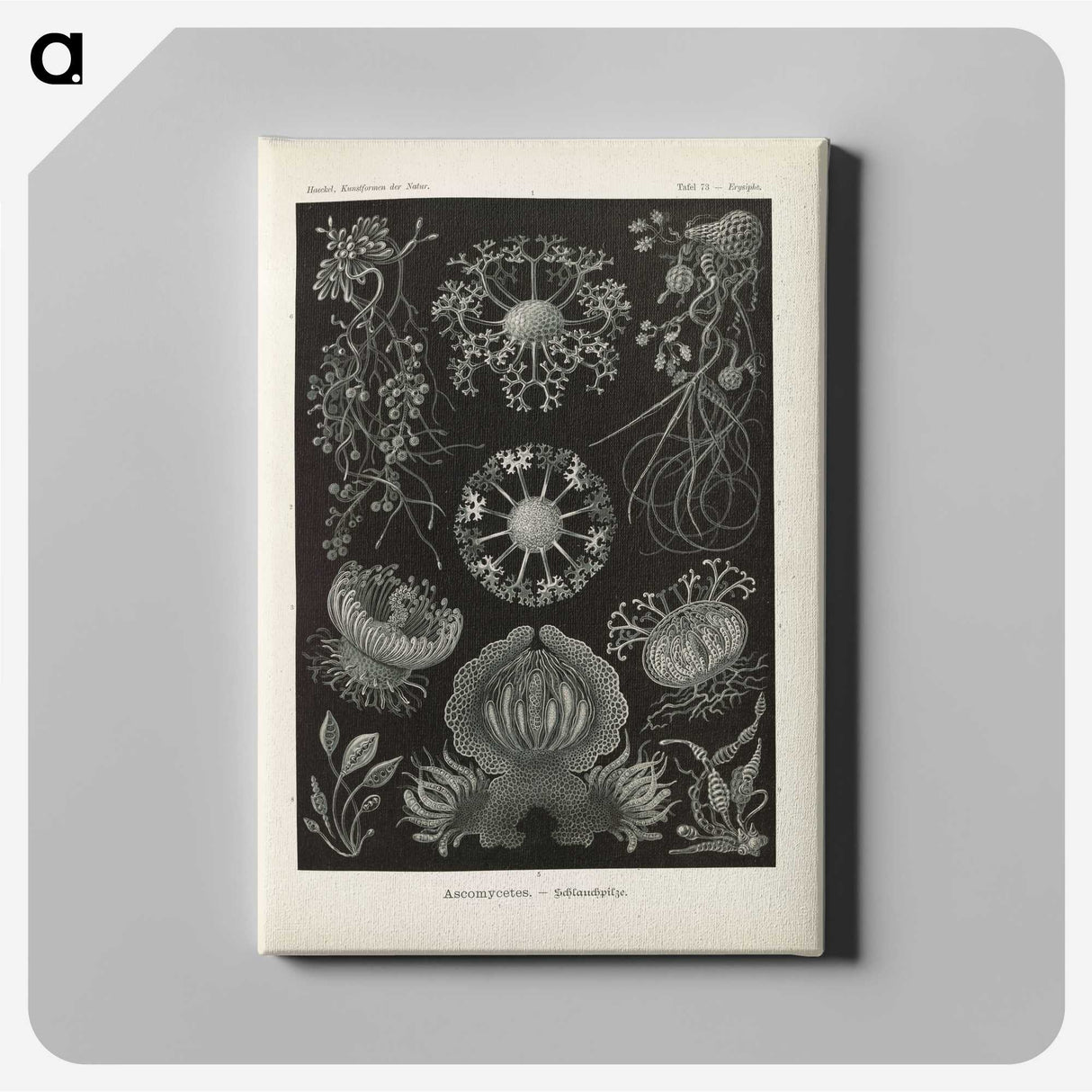 2-91_Ernst-Haeckel_canvas