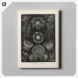 2-91_Ernst-Haeckel_canvas