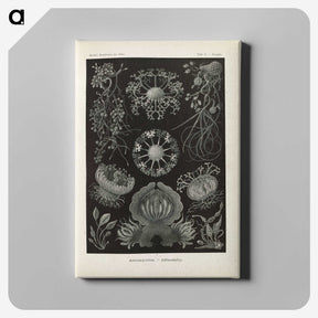 2-91_Ernst-Haeckel_canvas