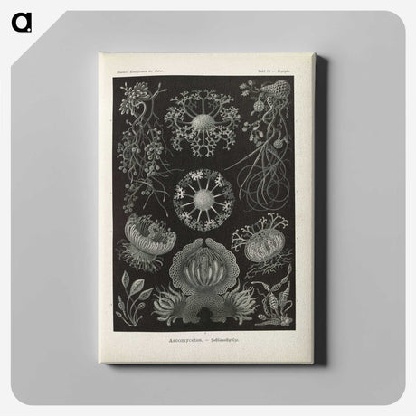 2-91_Ernst-Haeckel_canvas
