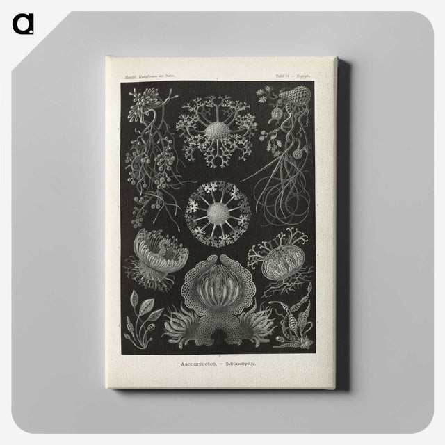 2-91_Ernst-Haeckel_canvas