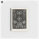 2-91_Ernst-Haeckel_memo