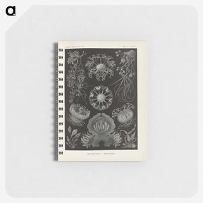 2-91_Ernst-Haeckel_memo