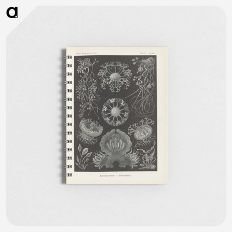 2-91_Ernst-Haeckel_memo